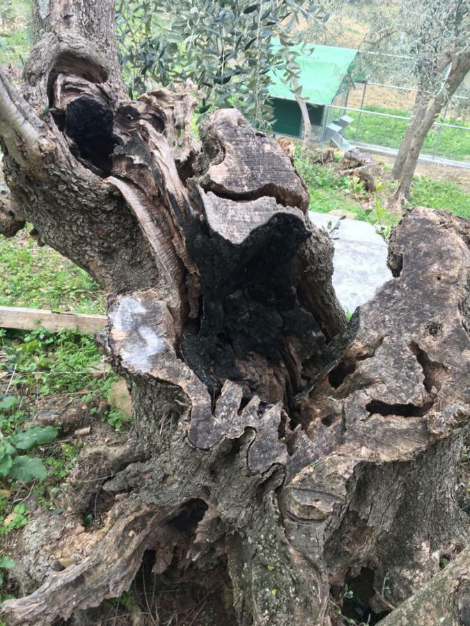 Agriturismo Oltrealmare Civezza Zewnętrze zdjęcie
