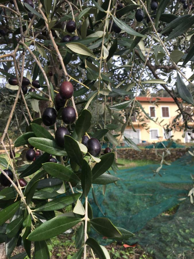 Agriturismo Oltrealmare Civezza Zewnętrze zdjęcie